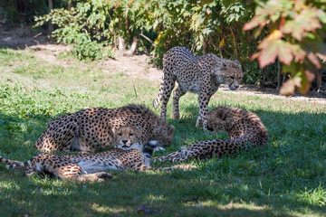 Acinonyx jubatus Cheetah in group resting on green grass