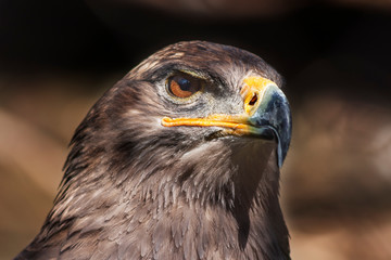 Portrait of Aquila nipalensis - Steppe Eagle on dark background