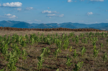 Fototapeta na wymiar Mountain view landscape with fern field in clear sunny day