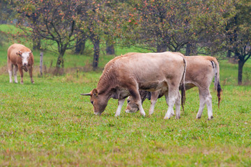 Bull and cow grazing in a corral with green grass.