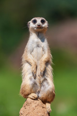 Meerkat - Suricata suricatta standing on a stone guarding the surroundings in sunny weather. Photo has nice bokeh.
