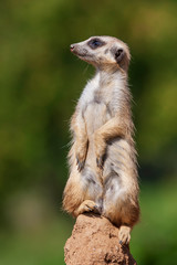 Meerkat - Suricata suricatta standing on a stone guarding the surroundings in sunny weather. Photo has nice bokeh.