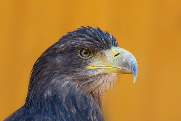Sea eagle - Haliaeetus albicilla portrait from front view with light background.