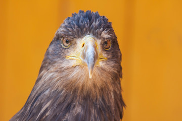 Sea eagle - Haliaeetus albicilla portrait from front view with light background.