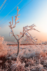 Obraz premium Winter rime on the trees landscape