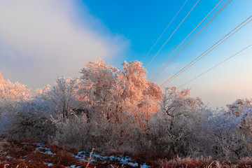 Winter rime on the trees landscape