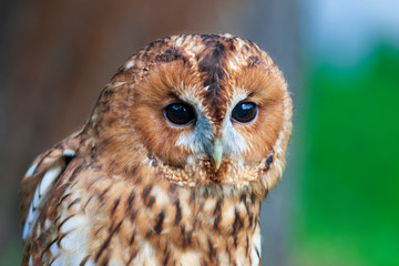 Eurasian Eagle Owl - Bubo bubo big owl with brown forest background