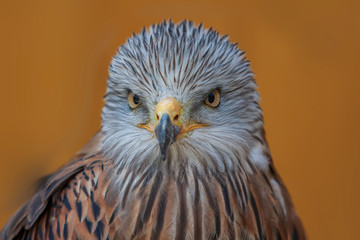 Red Kite - Milvus milvus portrait close-up on brown background