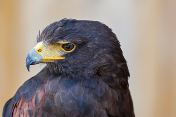 Harris's Buzzard - Parabuteo unicinctus closeup portrait with brown light background.