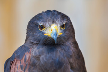 Harris's Buzzard - Parabuteo unicinctus closeup portrait with brown light background.