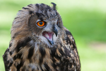 Eurasian Eagle Owl - Bubo bubo big owl with brown forest background