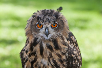 Eurasian Eagle Owl - Bubo bubo big owl with brown forest background