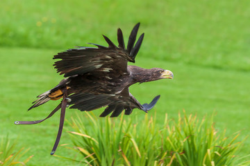 Sea eagle - Haliaeetus albicilla flying low above the ground on a green light background. The eagle is trained by a falconer.