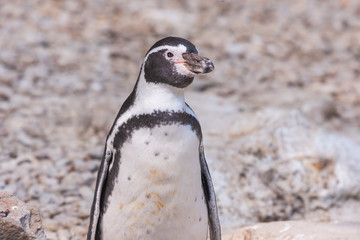 Sphenisciformes - Penguin - portrait close up with gray rock background.
