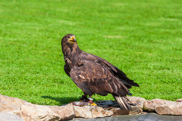 Sea eagle - Haliaeetus albicilla flying low above the ground on a green light background. The eagle is trained by a falconer.