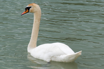 Schwan auf See