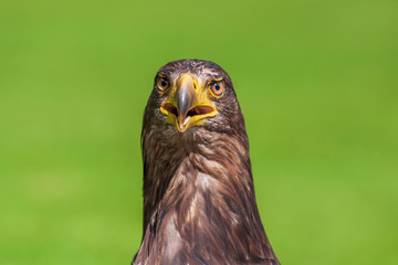 Sea eagle - Haliaeetus albicilla portrait with open beak on green light background. The eagle is trained by a falconer.