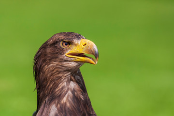 Sea eagle - Haliaeetus albicilla portrait from side view with open beak on green light background. The eagle is trained by a falconer.