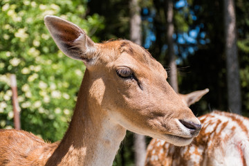 Reh auf Wiese