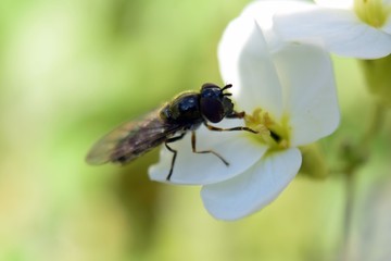 Honig trinkende Fliege auf Weiser Blüte