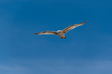 Möwe am Himmel