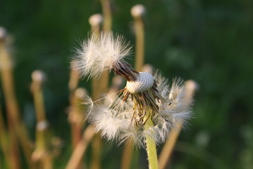 Dandelion