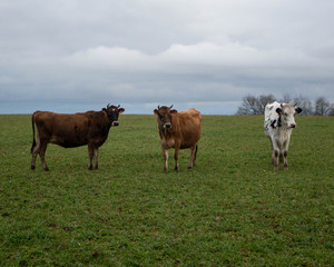 Dairy cow in an agricultural meadow. close up of cows. green meadow