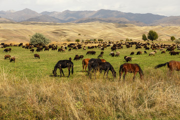 pasture in the mountains, horses and sheep graze in a green meadow, Kyrgyzstan