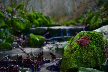 Herbstbaltt auf Moosbedekten Stein in Fluß