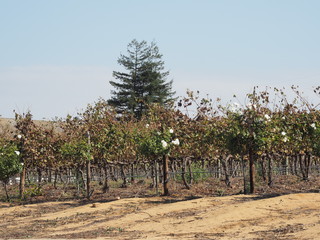 Fototapeta premium Weingut in Südafrika bei Stellenbosch, nahe Kapstadt