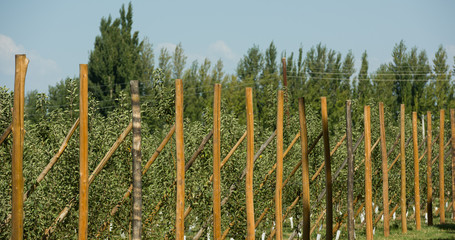 Fototapeta premium Apple plantation in Argentina