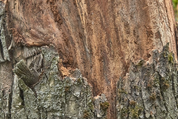 texture of tree bark decorated with patterns left over from the bark beetles