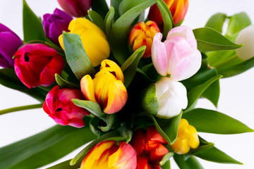 A bunch of colorful tulips on white background - top view