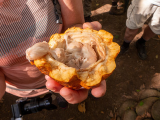 Wanderung durch das Tirimbina Regenwald Reservat bei Puerto Viejo in Costa Rica. Führung durch eine Bio Kakaoplantage. Zu sehen sind Kakaofrüchte, Kakaopflanzen, frische und geröstete Kakaobohnen