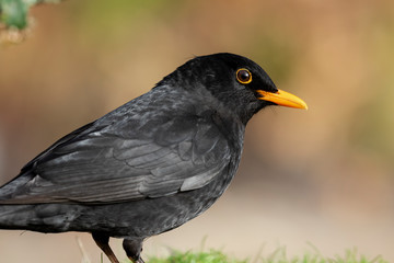 Portrait of Turdus merula (common blackbird) perched in the grass
