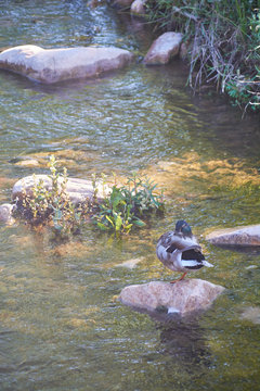 Duck resting on a stone of the quiet river