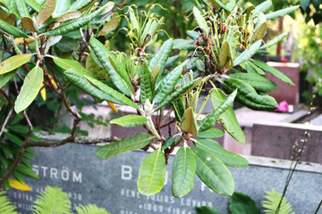 Tree leaves above the graves
