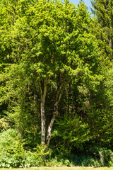 Bäume und Wisen im Sommer