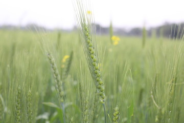 Green Wheat Heads In Cultivated Agricultural
