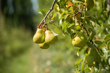 Pear on tree