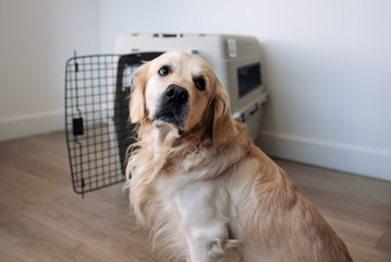 Sad dog golden retriever near the airline cargo pet carrier