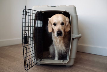 Large dog golden retriever in the airline cargo pet carrier waiting at the airport