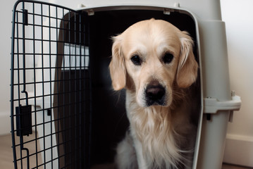 Large dog golden retriever in the airline cargo pet carrier waiting at the airport