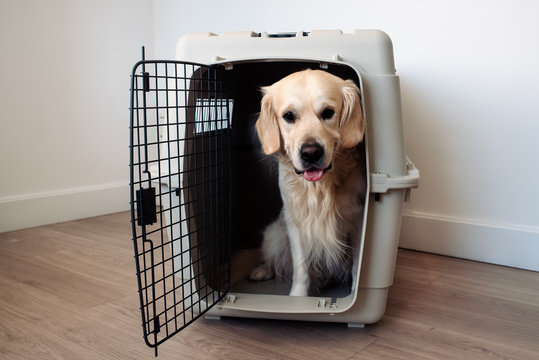 Large dog golden retriever in the airline cargo pet carrier waiting at the airport