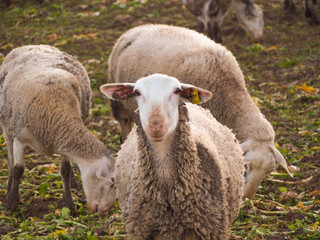 Naklejka premium Portrait of sheep looking to the camera