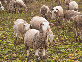 Obraz premium Flock of sheep grazing in a hill
