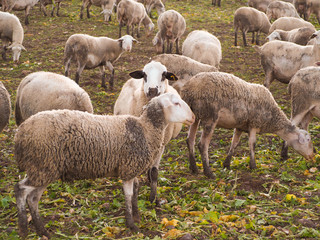 Obraz na płótnie Canvas Flock of staring sheeps