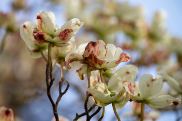 The white petals on a flowering dogwood tree show the spotted red and brown signs of a disease called spot anthracnose.