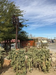 ジョシュアツリー