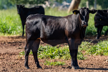 Obraz na płótnie Canvas Pantanal cattle grazing in Brazilian livestock